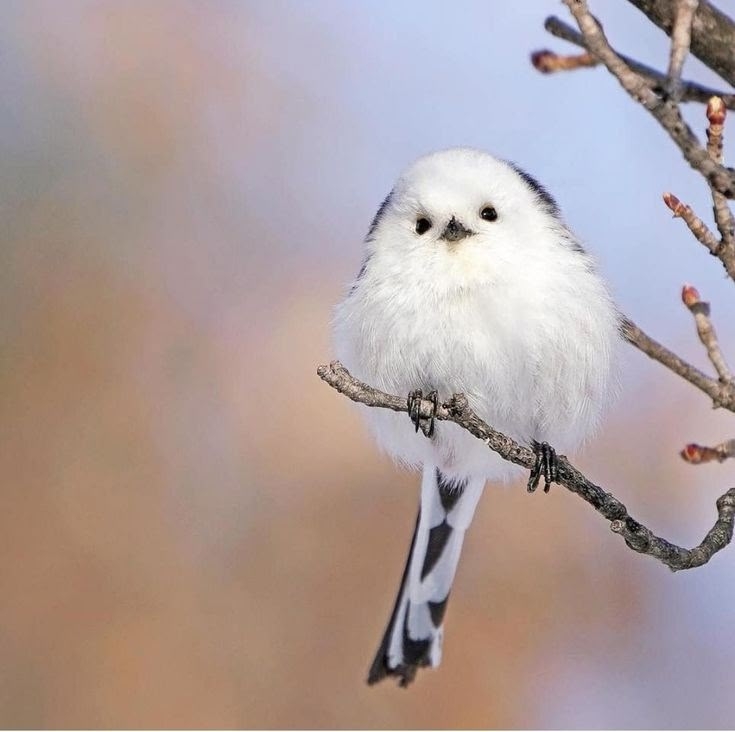 Длиннохвостые синицы