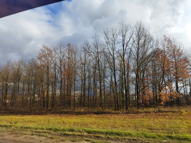 Облетит последняя листва