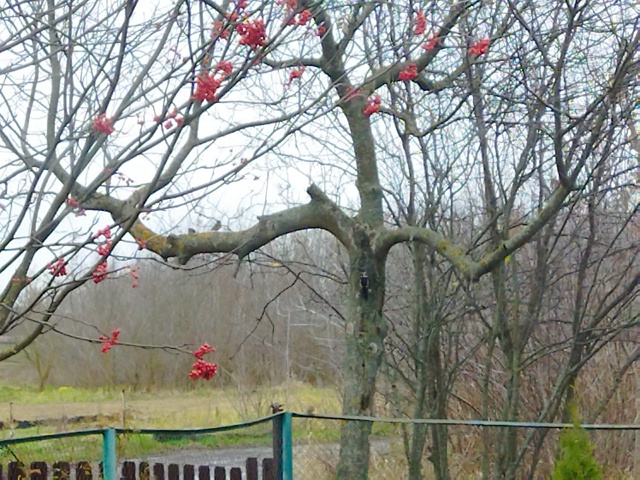 Нескладушка