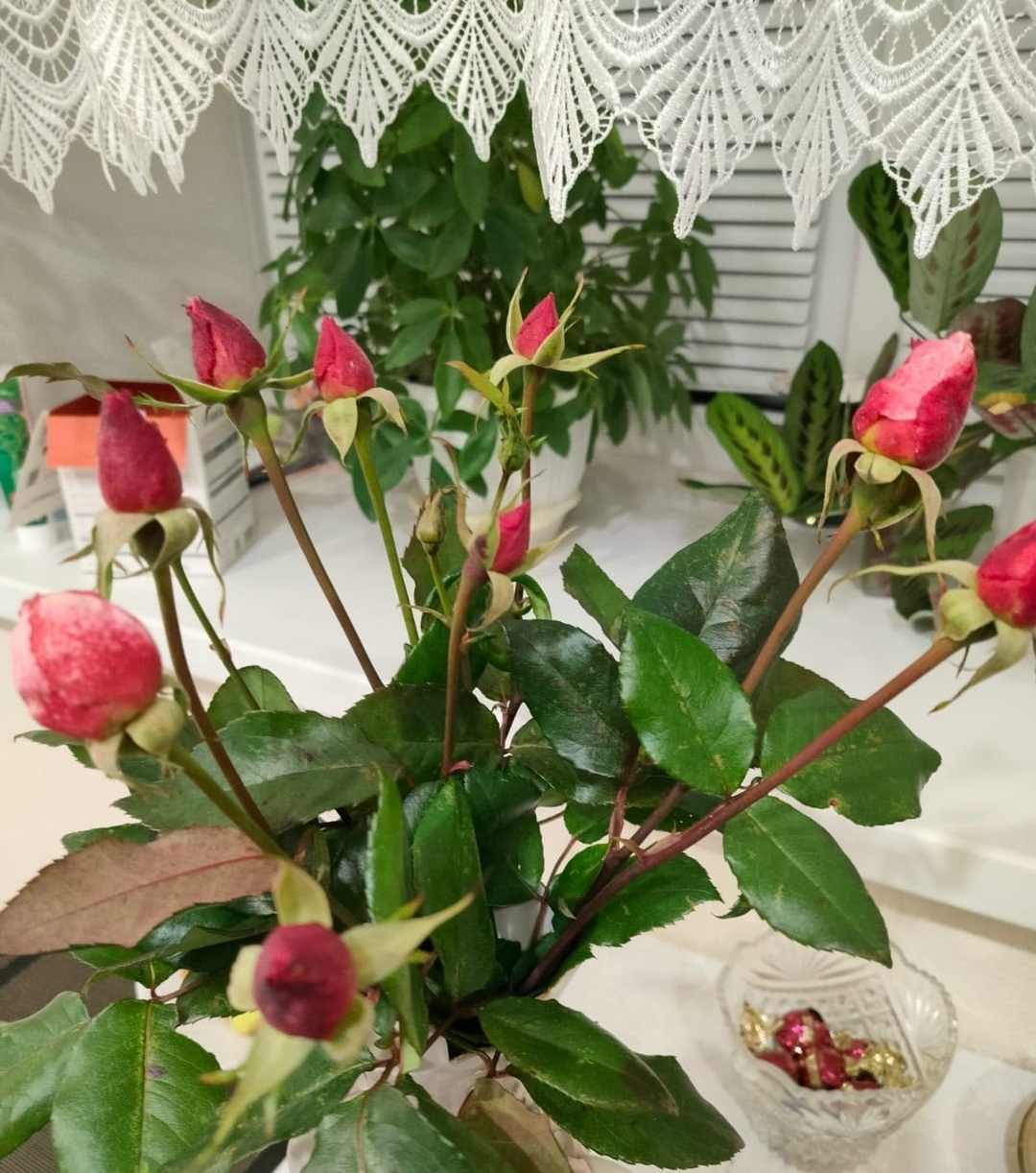 Какие нежные бутоны...