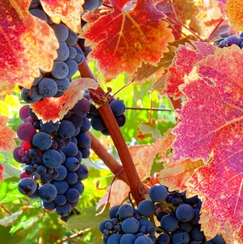 Доктору У. Гарвею посвящается...