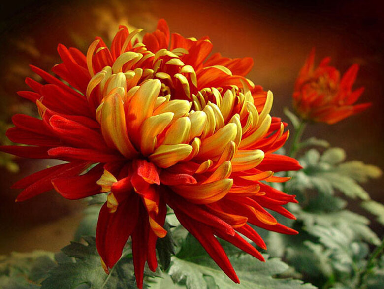 На Землю слетевшие звёзды...