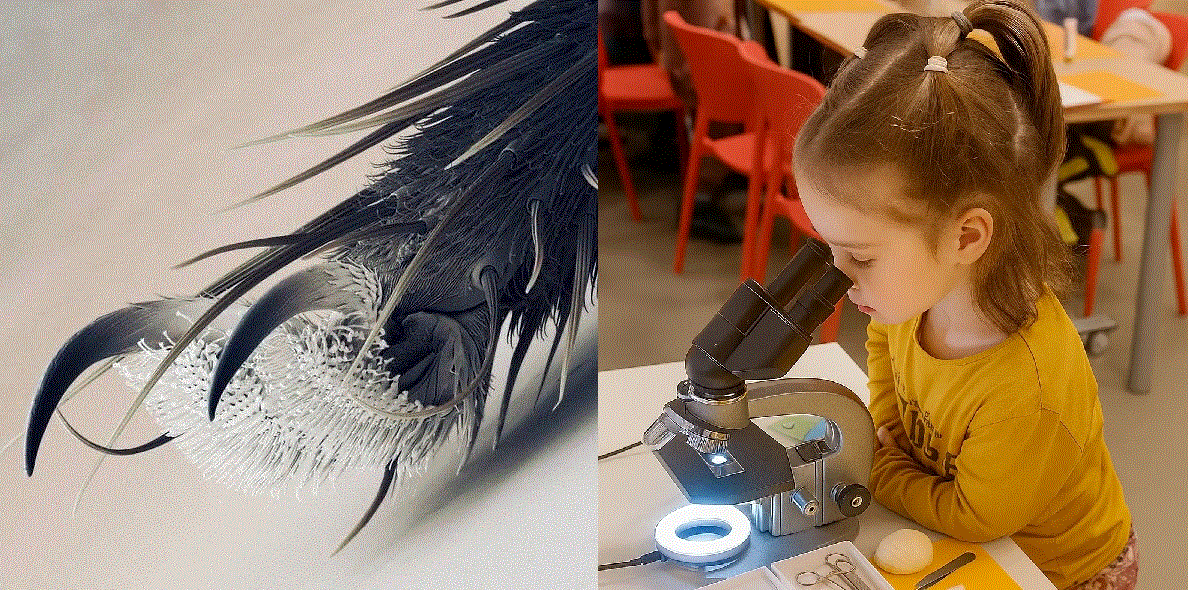 Шерстинатая