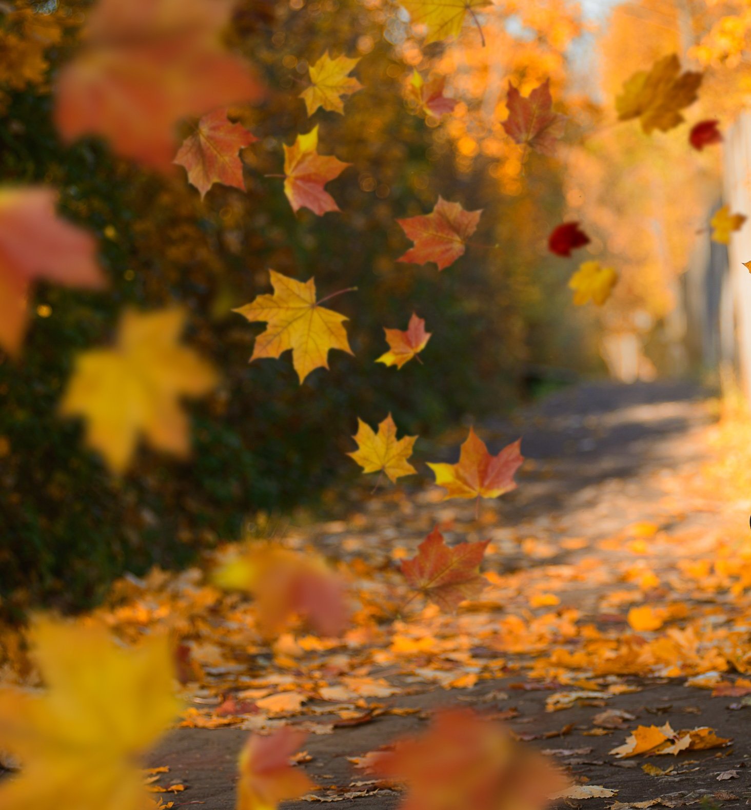 В моей душе осенний листопад