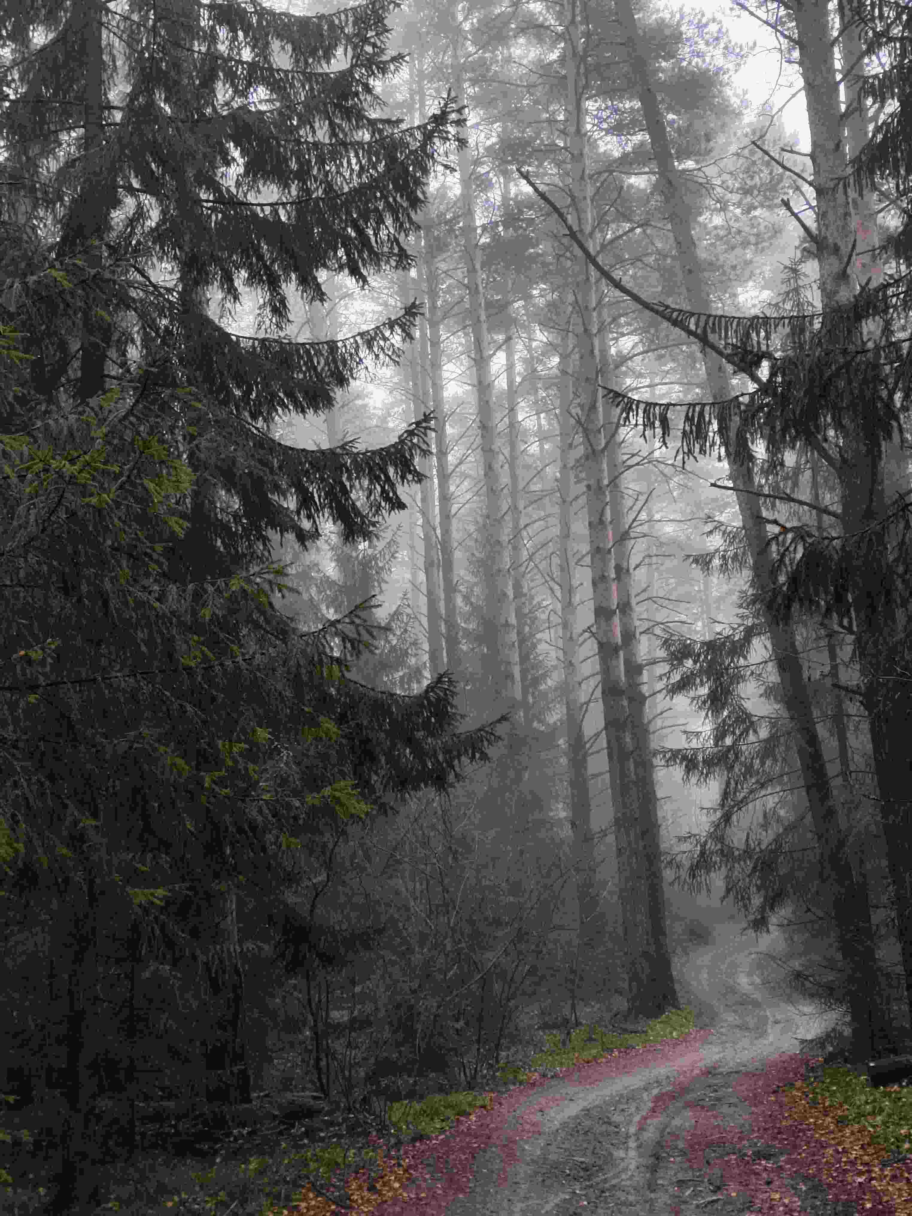 В осеннем лесу