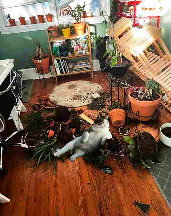 Кошачья несдержанность