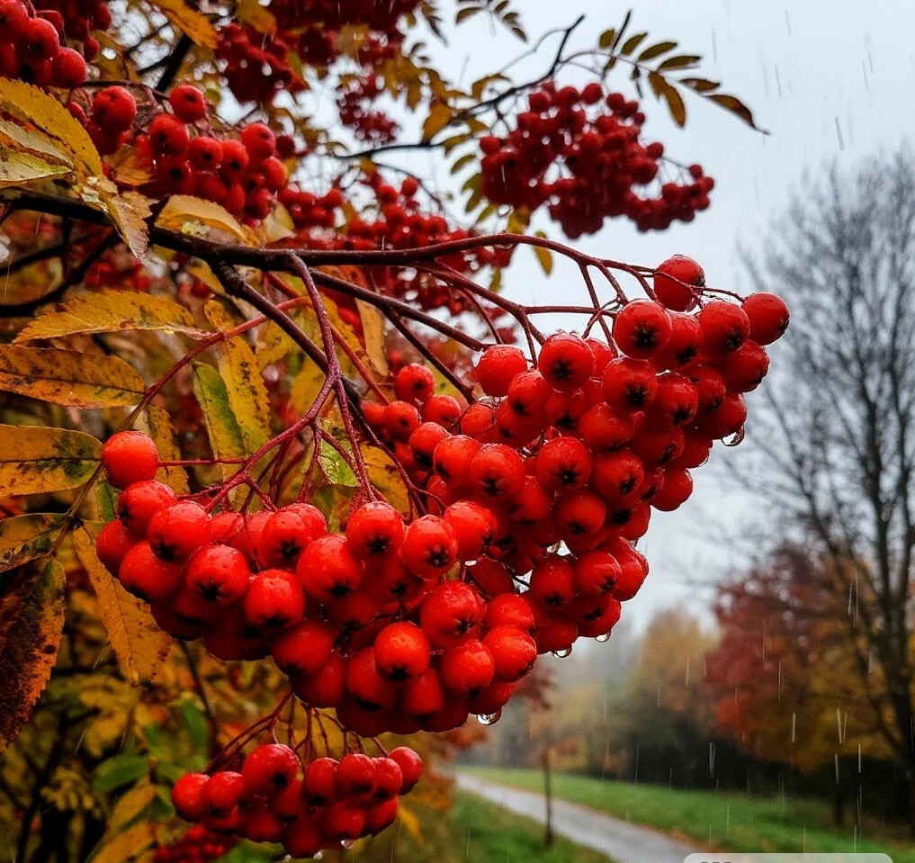 ЯС Поздняя осень