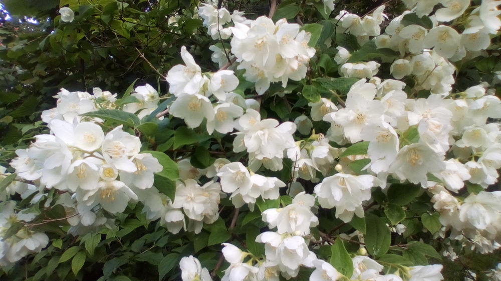 Взаимная любовь