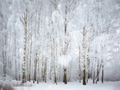 Зацепилась осень за берёзу