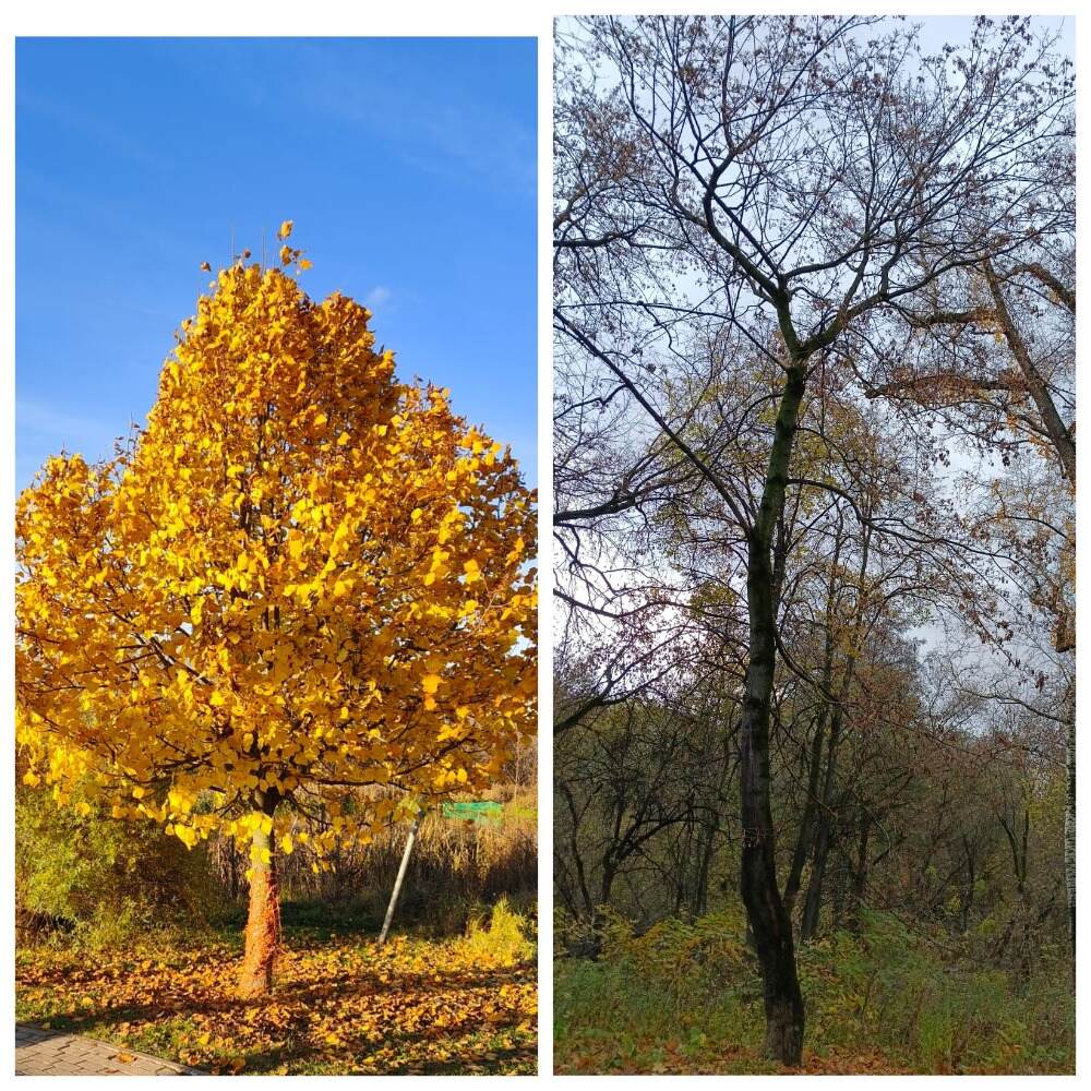 Стылое начало Ноября...