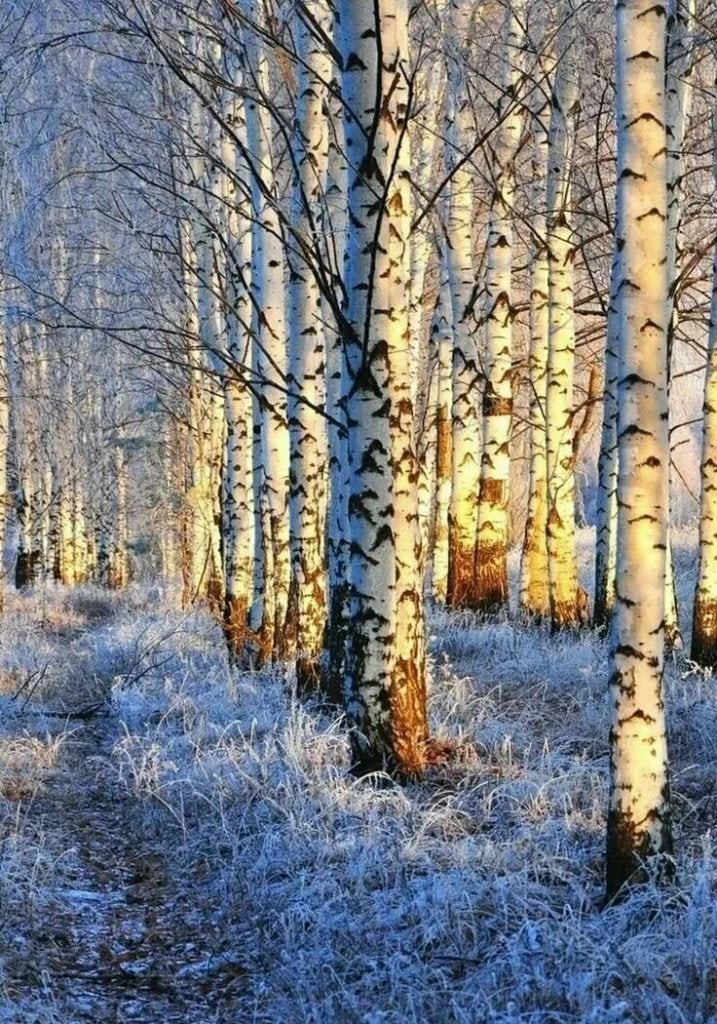 Неужто, холода и нам нужны?