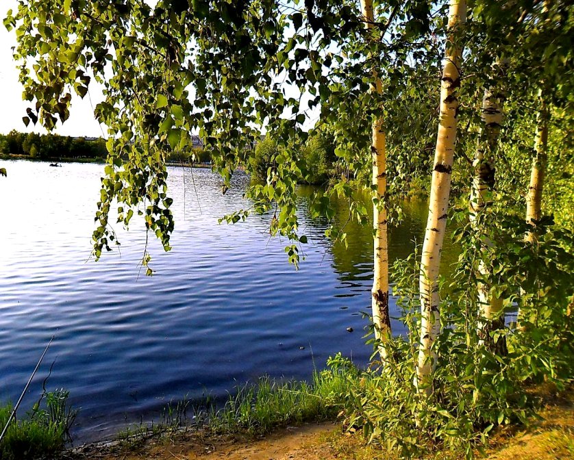 Белые рощи души