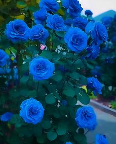 Я розы нежные люблю. Сонет