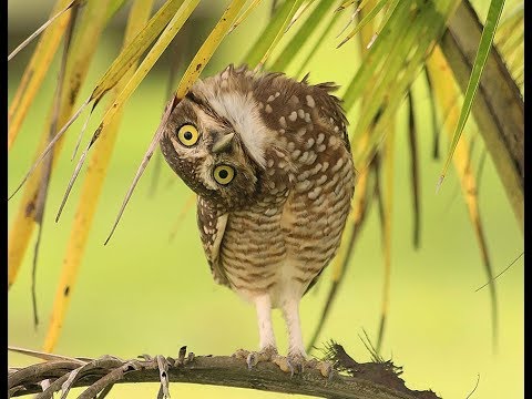 Золотая десятка 1726 апофигей...