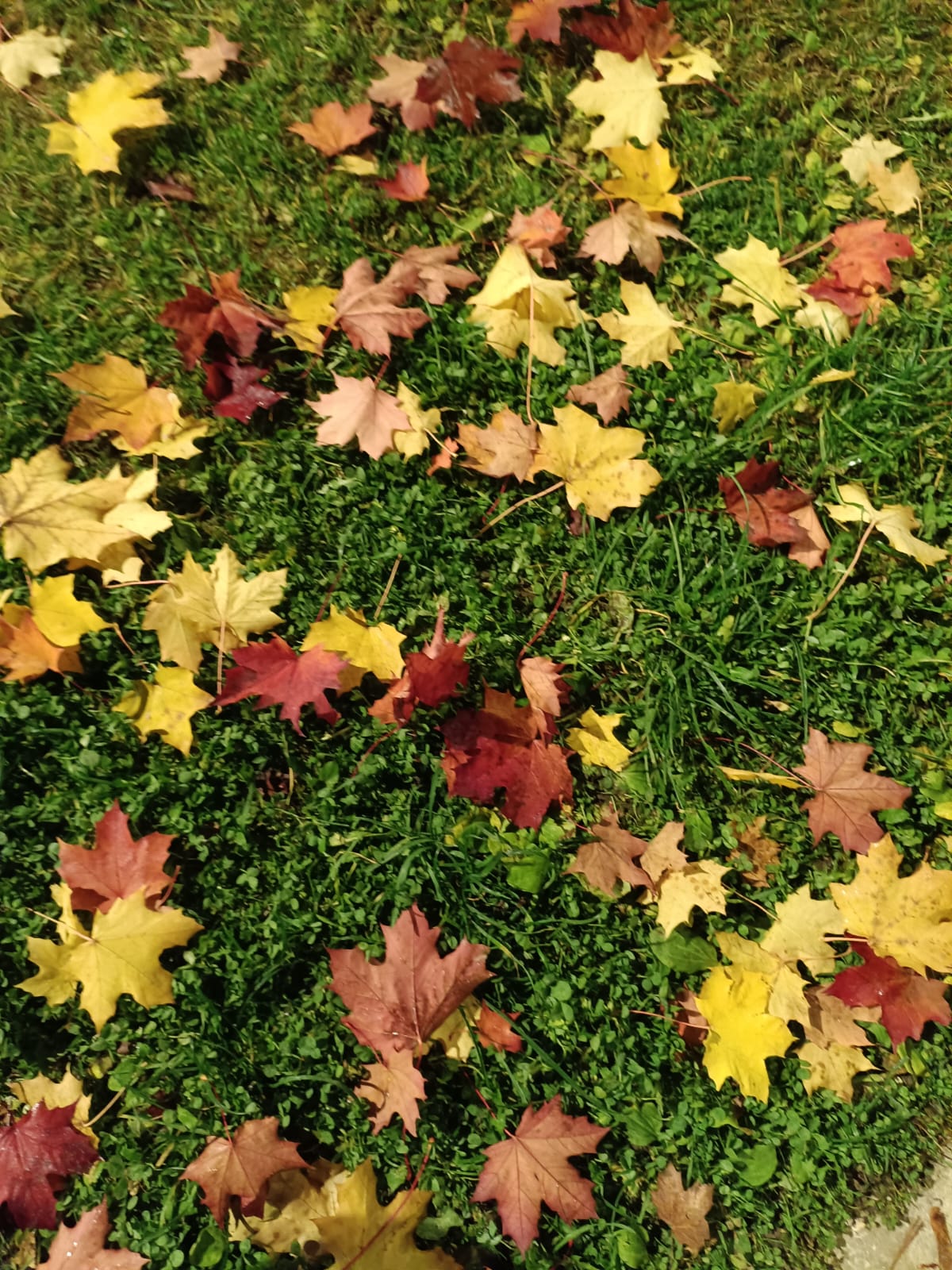 Какая красивая осень. Не плачет в этом году...