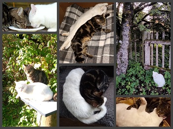 Эх, дачный сезон! Благодать для кота!