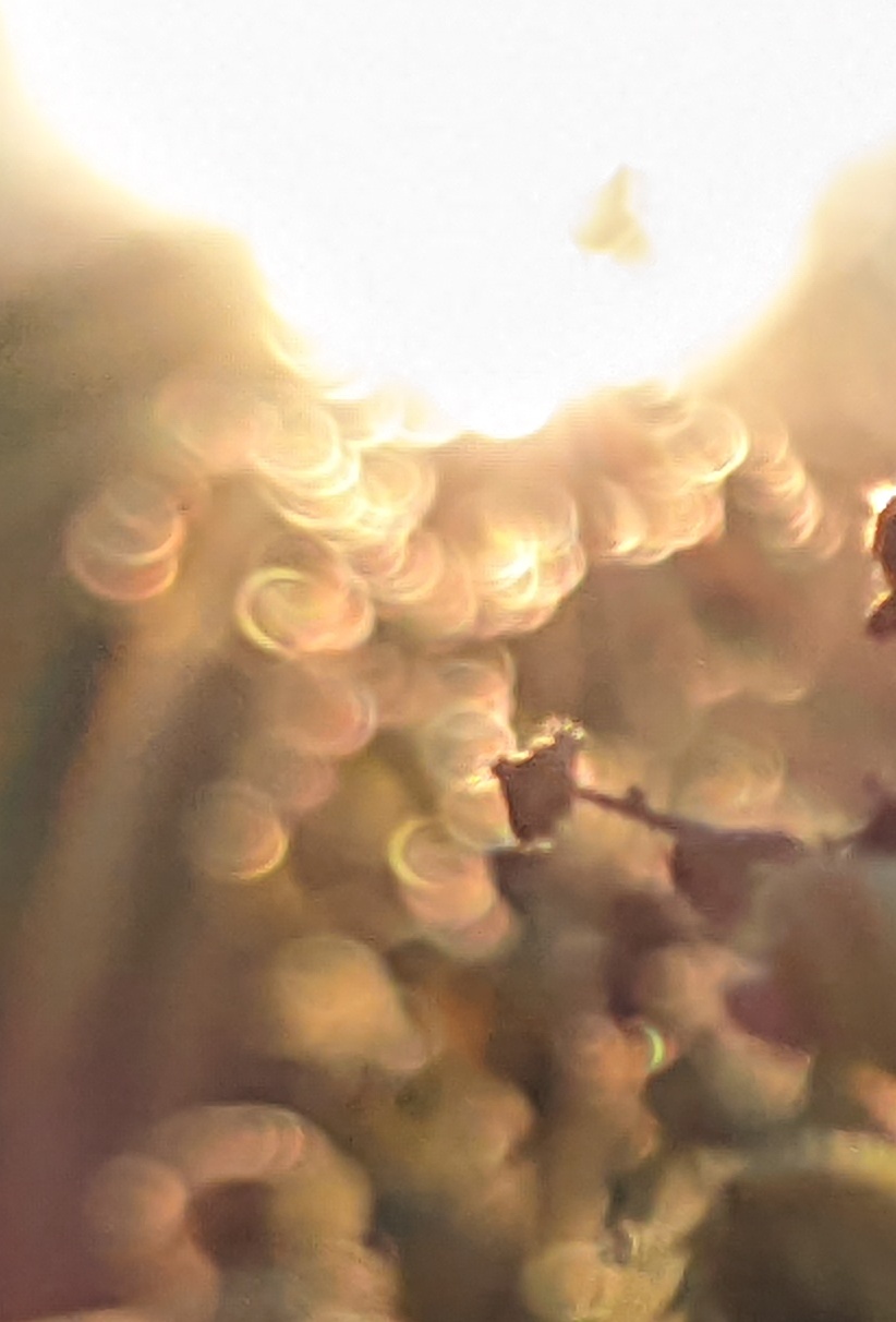 Стихи и проза от 11. 11. 2025