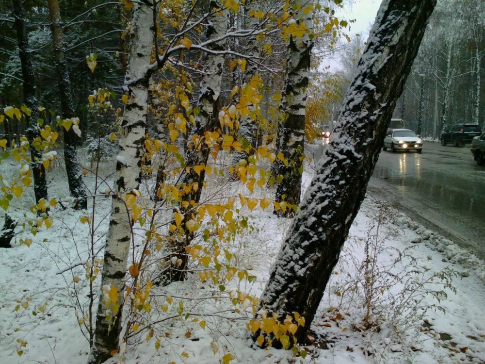 Отдаст ноябрь свой наряд