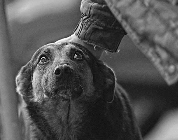 Посмотри в глаза собаке