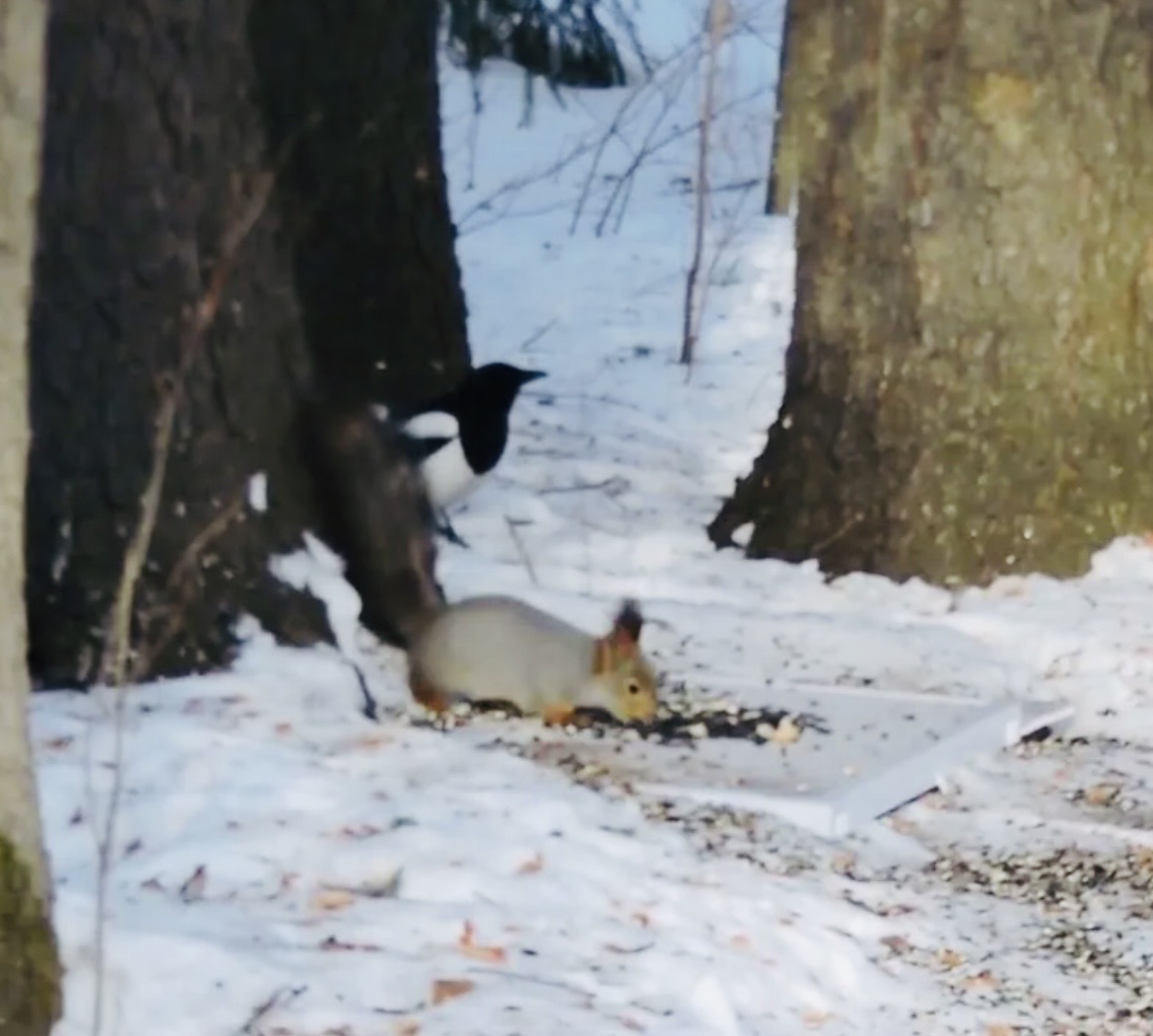В одном из парков Барнаула