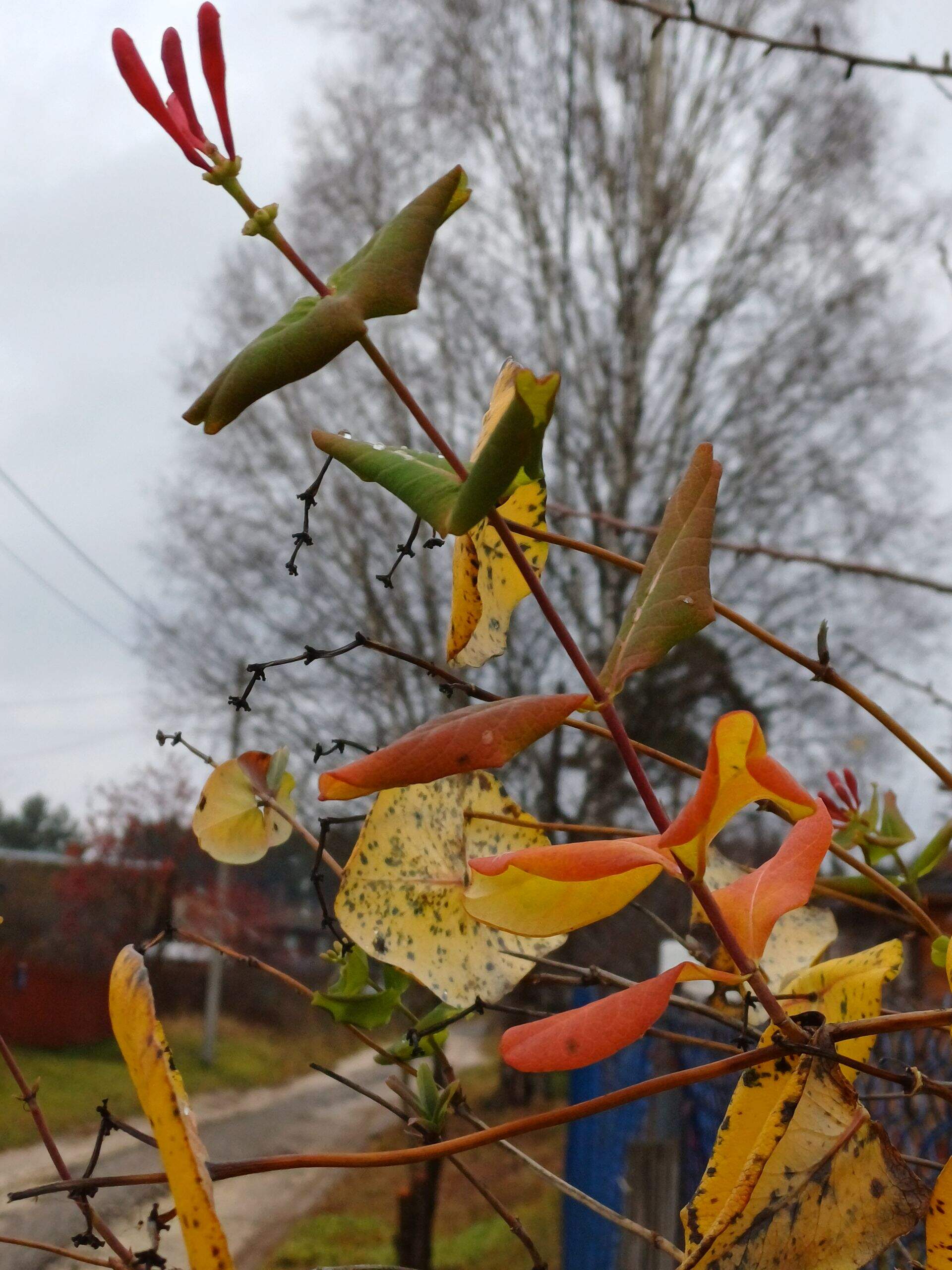 Расхристанная и босая