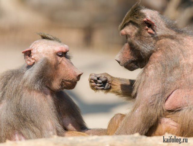 Что ты хочешь