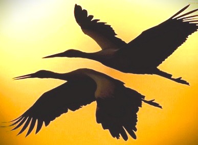 Любовь порой не ведает границ...