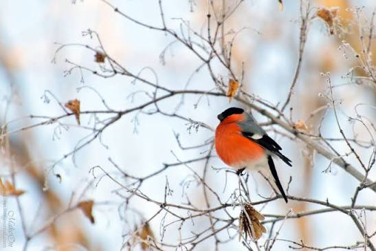 Вестимо, осень...
