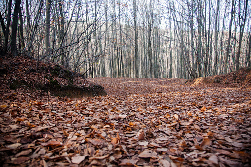 Листьями полны дороги