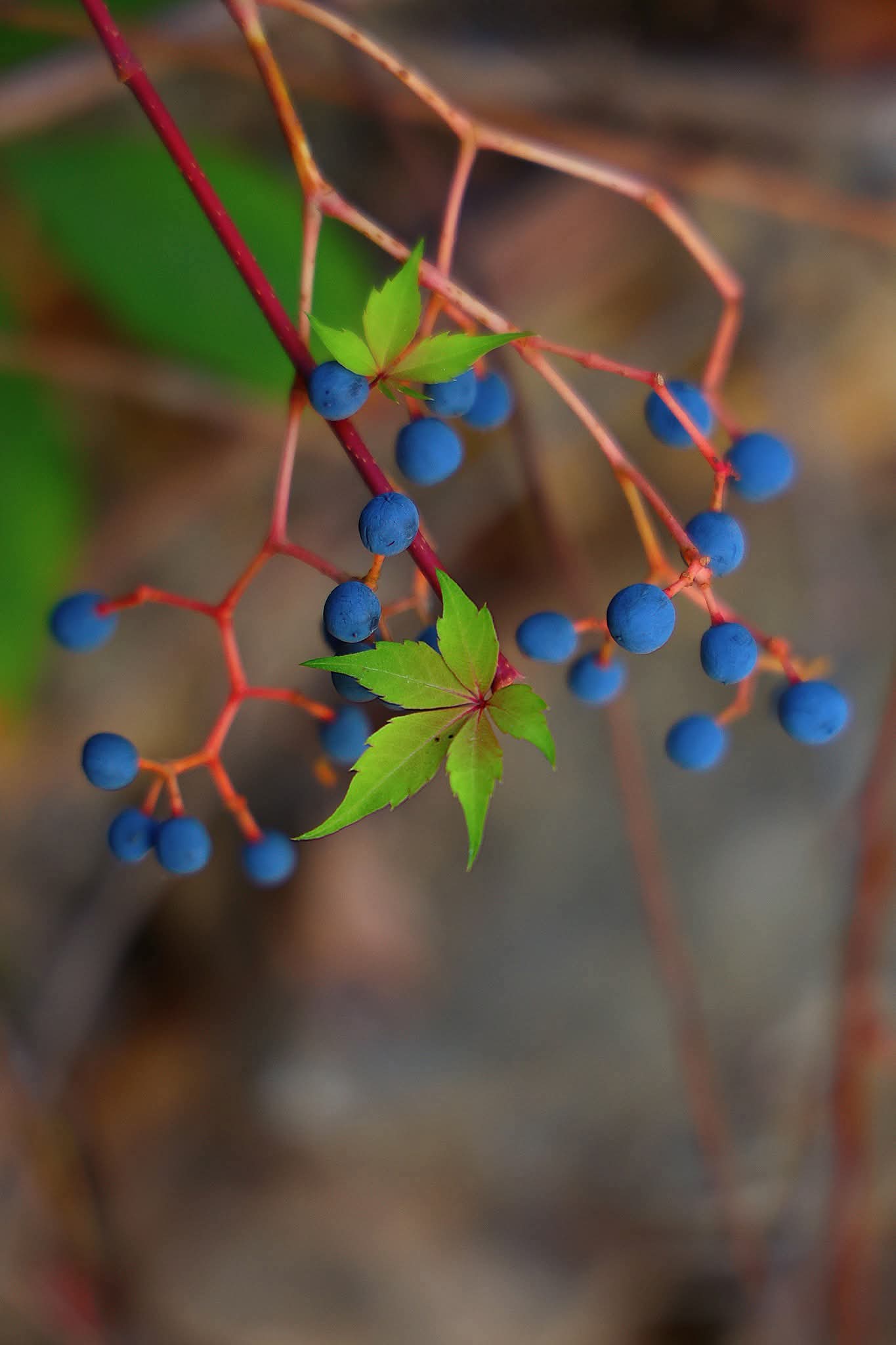 Мир приготовился к зиме