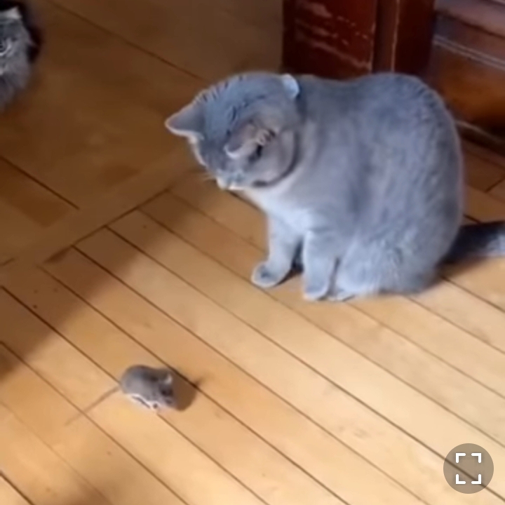 Смешинка 102. Котёнок и мышка