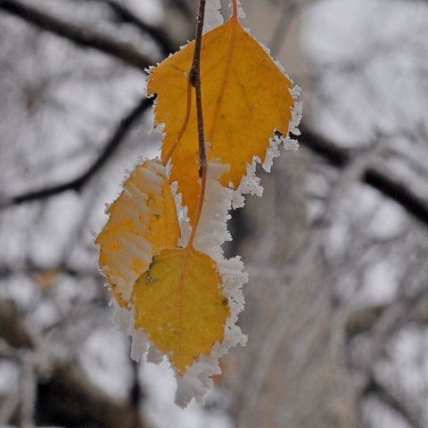 Осенний романс