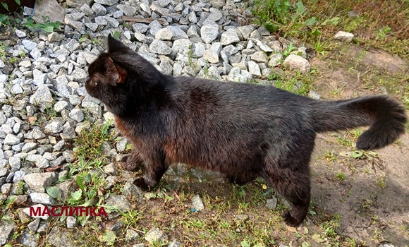 Маслинка. Ящерица