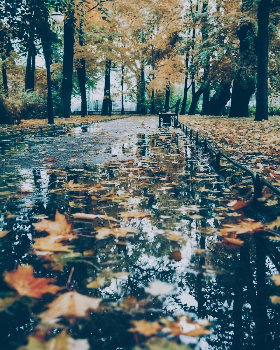 Печальная песня ноябрю