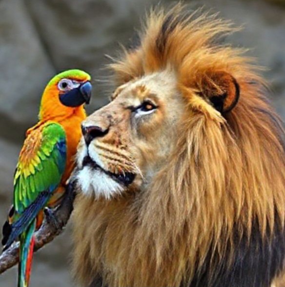 Басня! Лев и попугай!