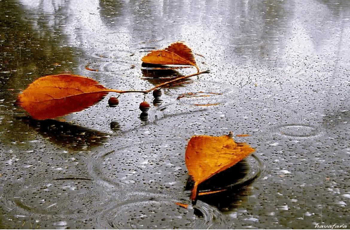 Листьями люди, порою, бывают