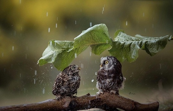 Ритм дождя 6