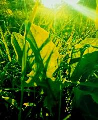 Оглянись, красота рядом...