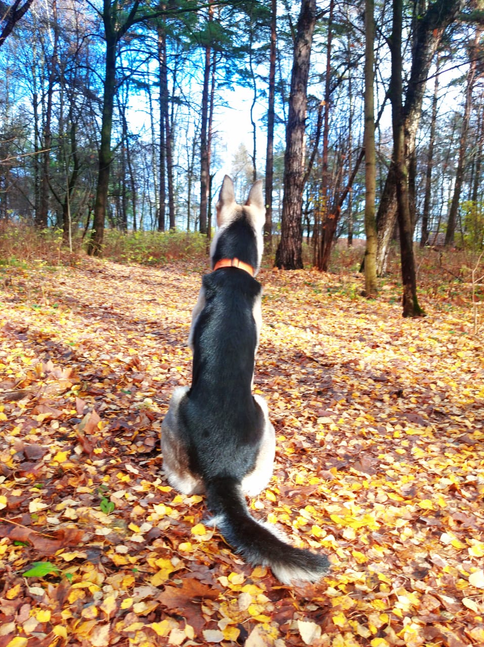 Ноябрьское