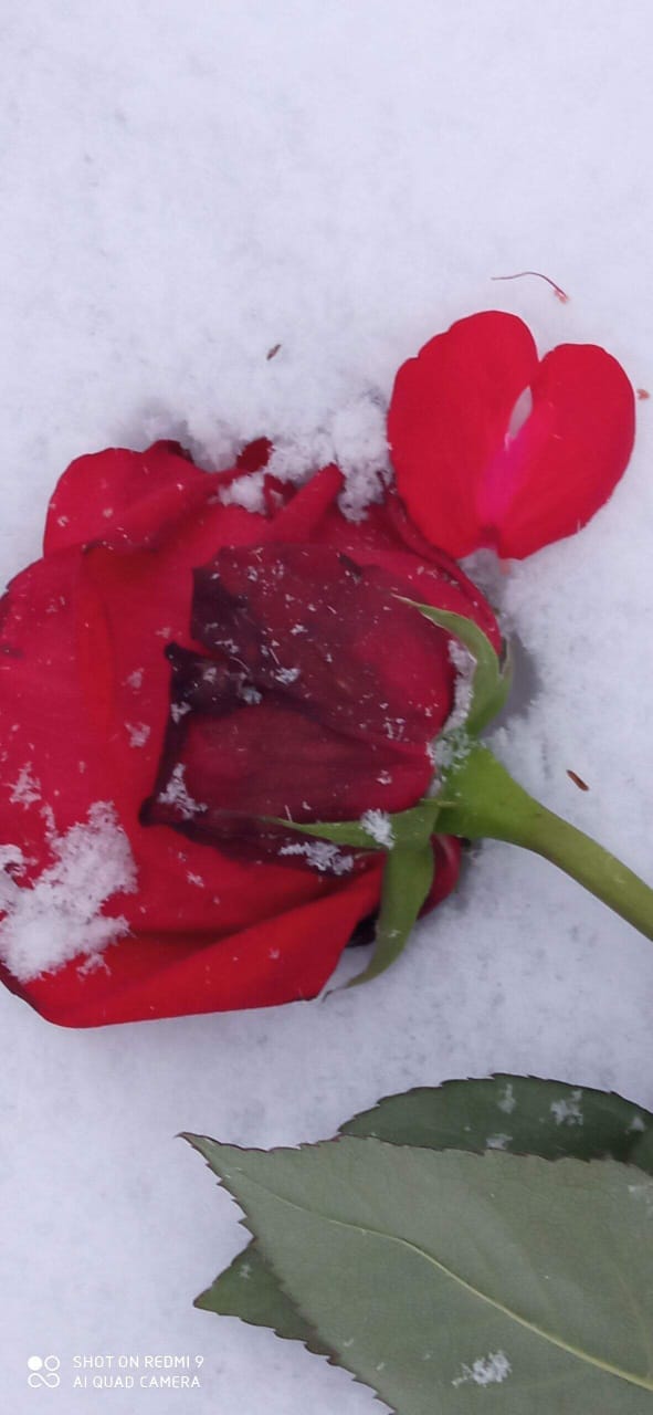 Только вечны звезды