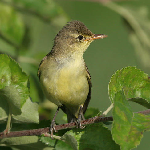 Успех Войны колюч