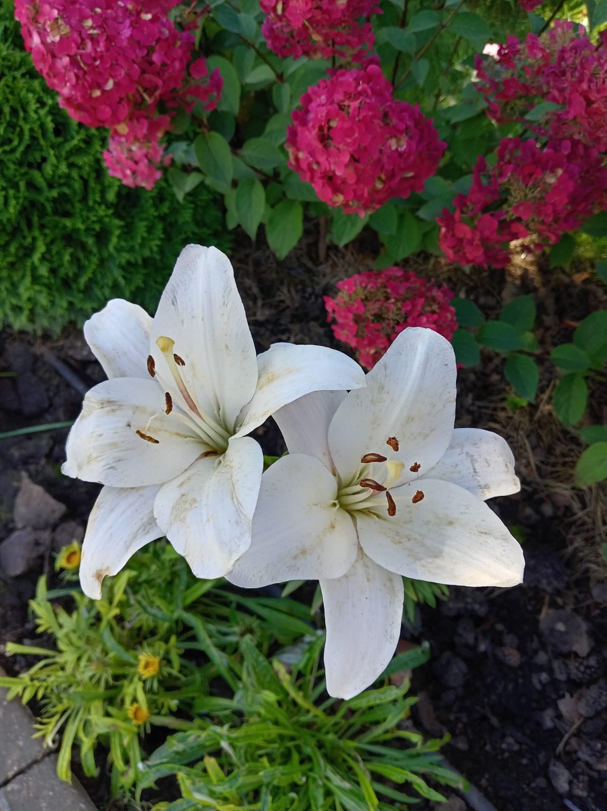 На Песнь Песней