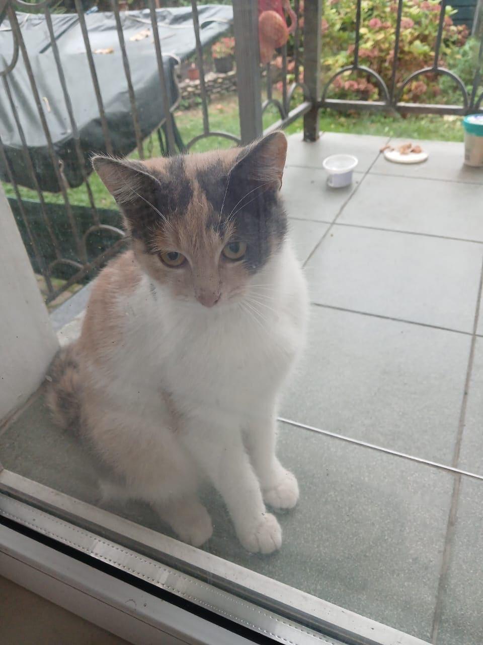 Трехцветное чудо