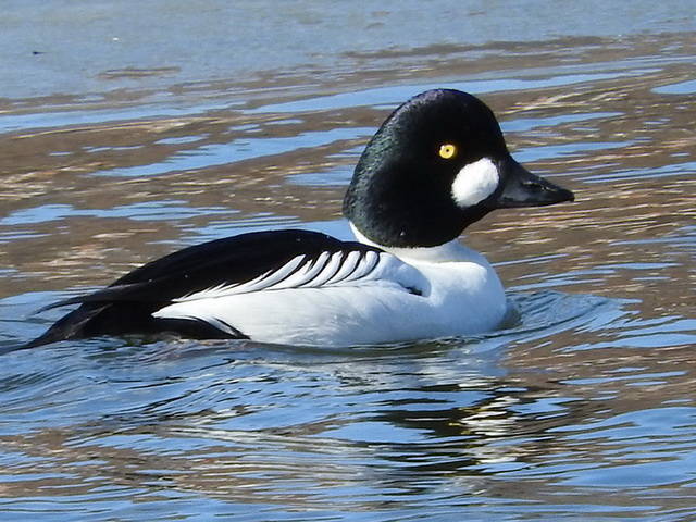 Гоголь Астраханской области