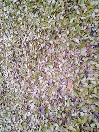 Осенняя прогулка