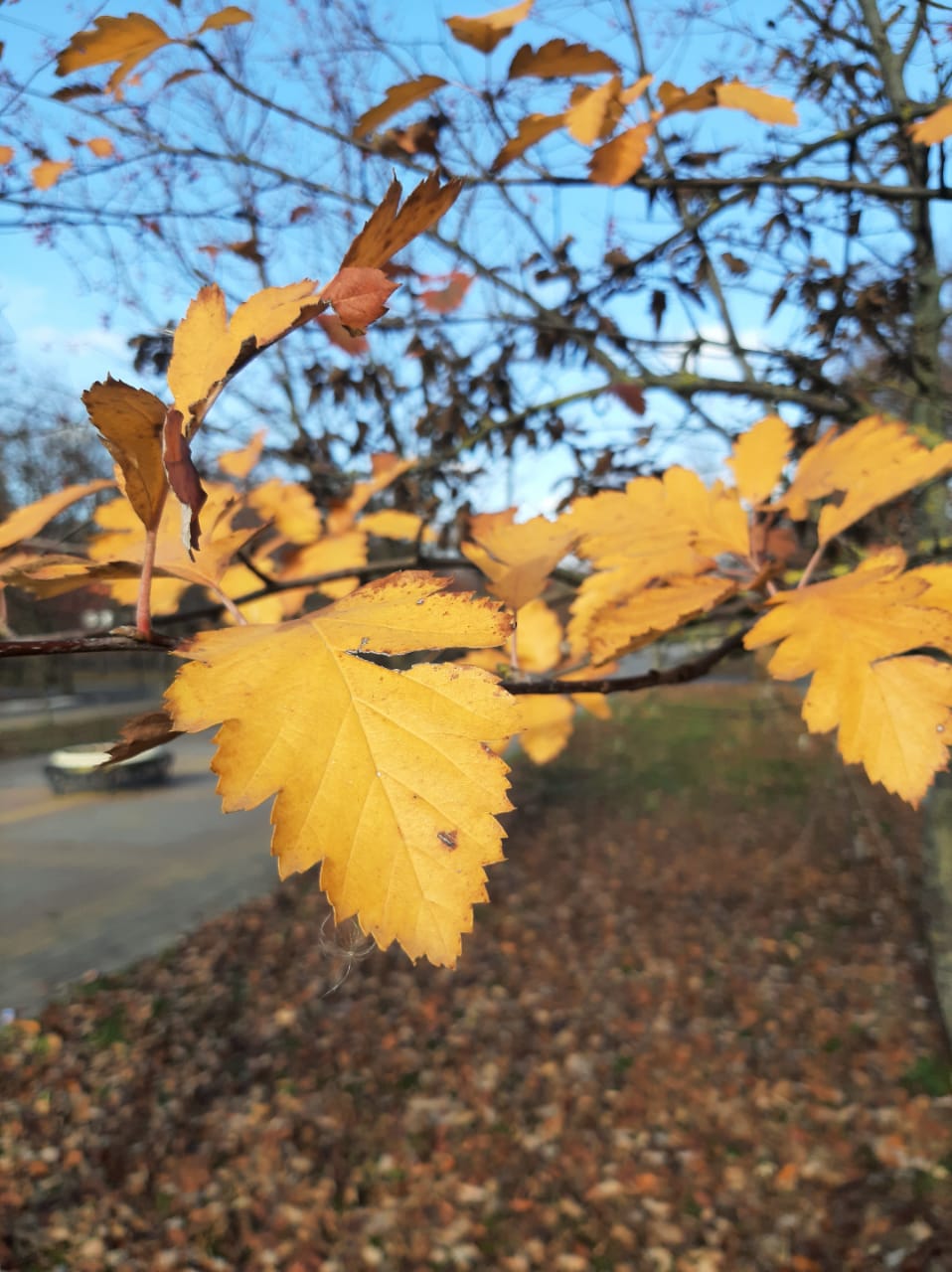 Осенний тлен