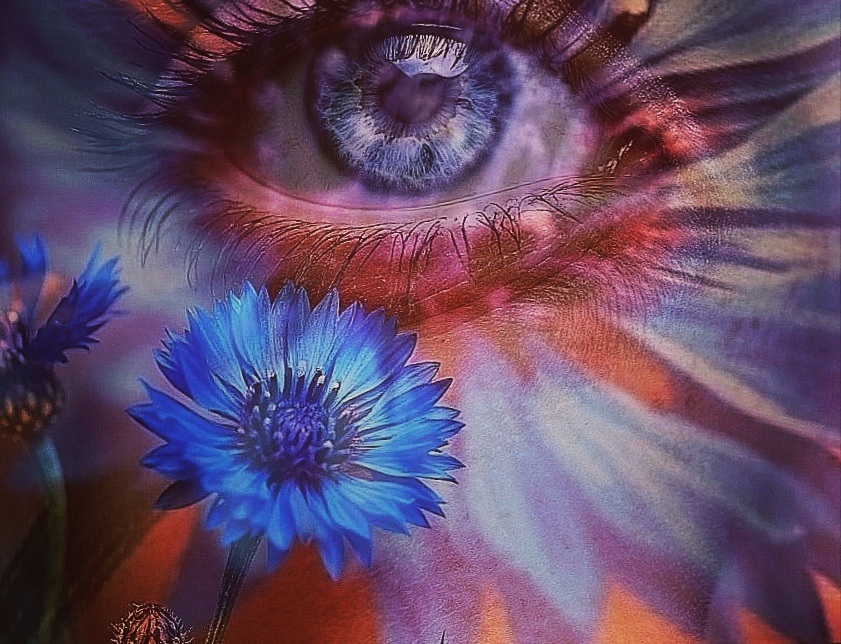 Васильки Короткий рассказ