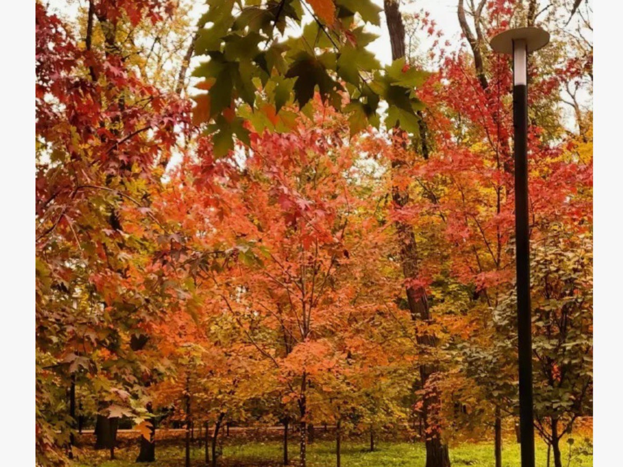 68. Старый Ростов. Осеннее. В Парке революции