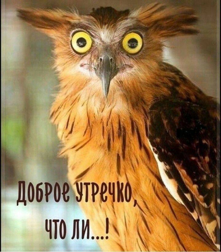 Паучки бессмертья Паучки бессмертья