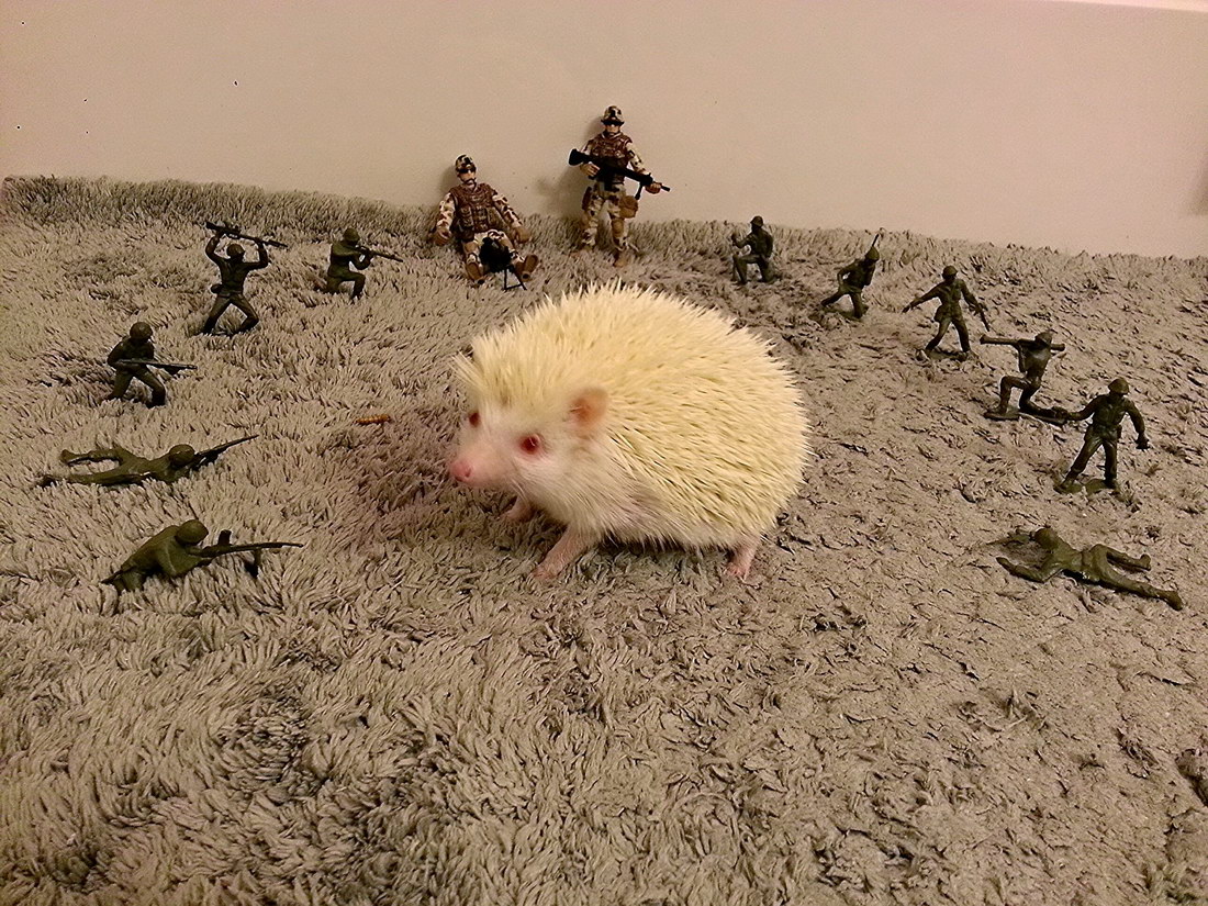 Гулливер. Мечты одного либерального Ёжика...